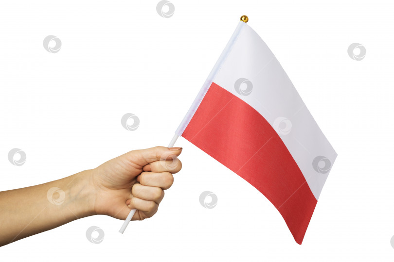Скачать Женская рука, держащая флаг Польши, выделенный на белом фоне, шаблон для дизайнеров фотосток Ozero