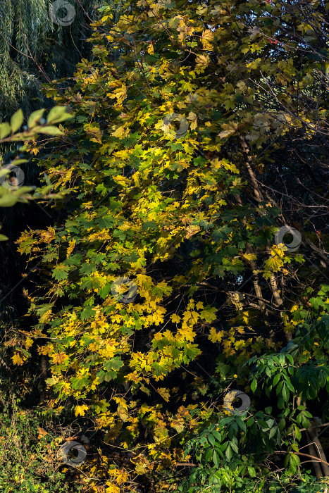 Скачать Клен с желто-зелеными листьями на фоне других деревьев. фотосток Ozero