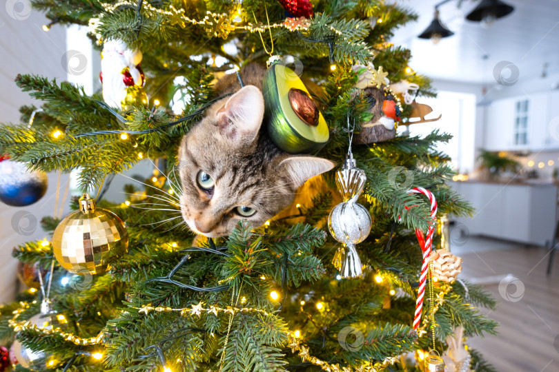 Скачать Забавный кот сидит на рождественской елке. Хулиганство домашнего животного, саботаж, порча декора. Рождество, Новый год. фотосток Ozero