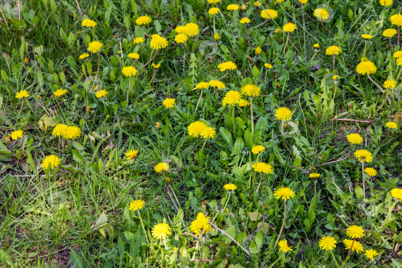 Скачать Желтые цветы одуванчика в поле фотосток Ozero