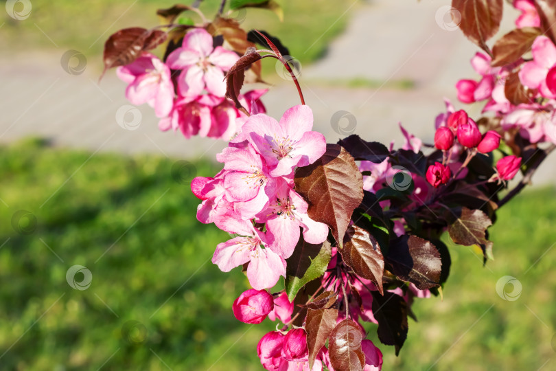 Скачать Ярко-розовые цветы яблони крупным планом, задний план фотосток Ozero