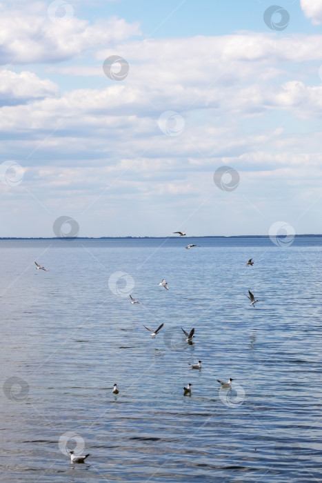 Скачать Чайки на поверхности воды фотосток Ozero