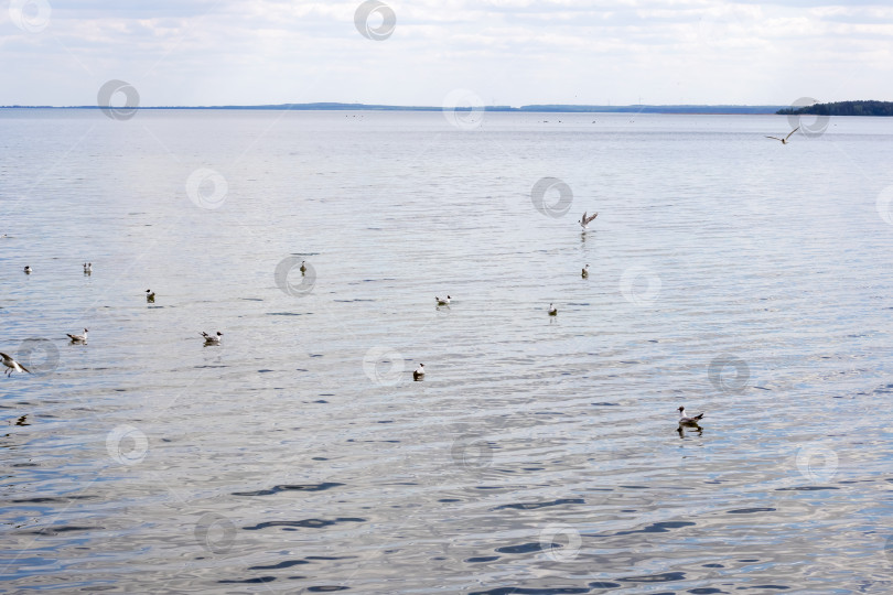 Скачать Чайки на поверхности воды фотосток Ozero