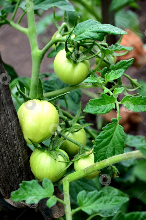 Скачать Растения томатов на плантации зеленых помидоров в теплице. Органическое земледелие, выращивание молодых растений томатов в теплице. фотосток Ozero
