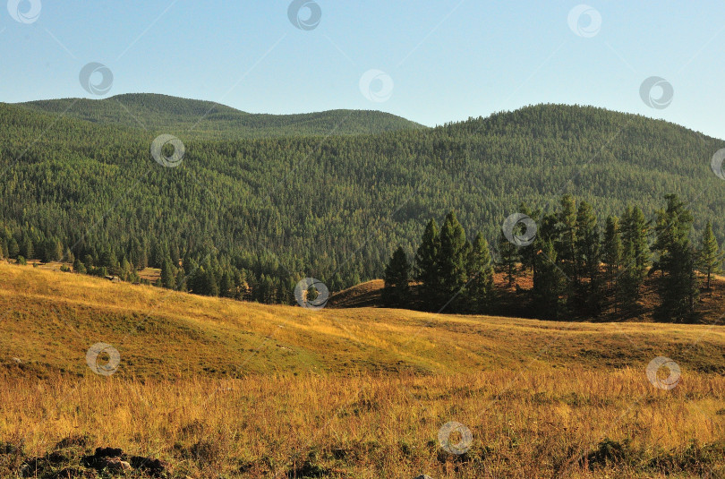Скачать Пологие склоны высоких холмов с несколькими соснами и пожелтевшей травой открывают вид на густую хвойную тайгу под ясным осенним небом. фотосток Ozero