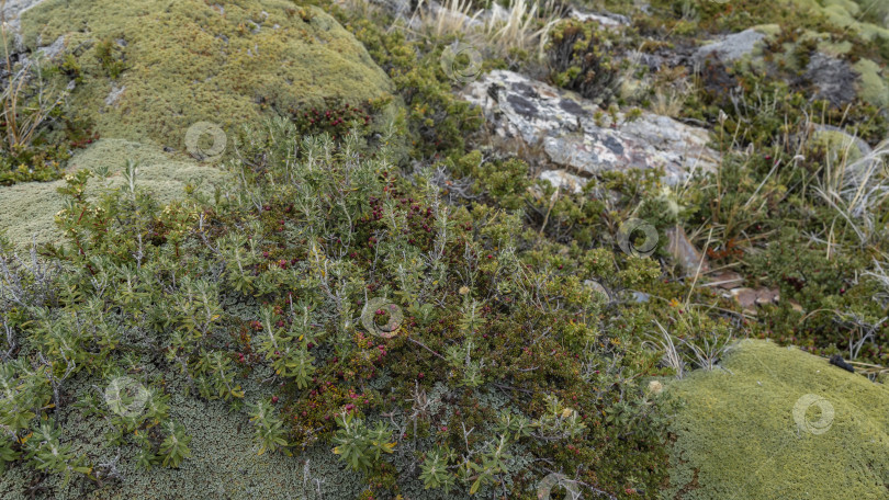 Скачать Типичная растительность южной Патагонии. фотосток Ozero