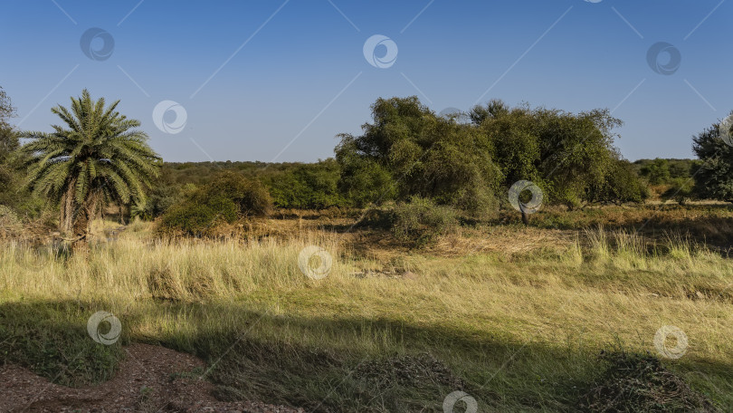 Скачать Пейзаж джунглей. На переднем плане - поляна с высокой травой. фотосток Ozero