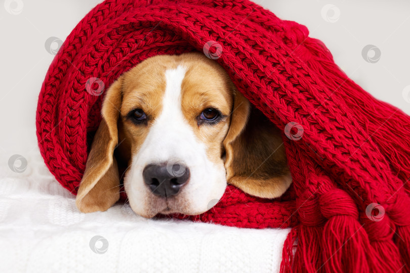 Скачать Симпатичная собачка бигль лежит на кровати, укрытая красным шарфом или пледом. фотосток Ozero