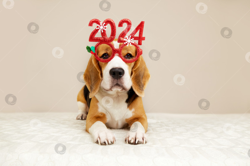 Скачать Собака породы бигль в карнавальных очках с цифрами Нового 2024 года. фотосток Ozero