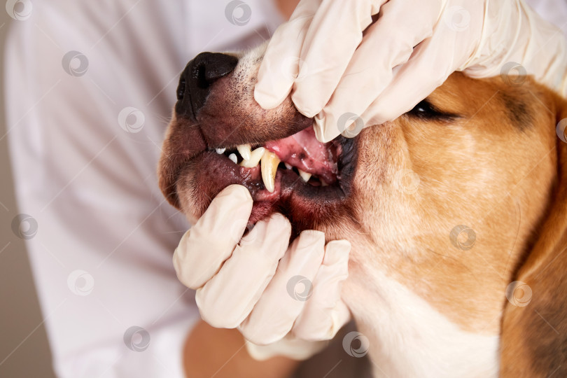 Скачать Ветеринар осматривает зубы собаки, зубной камень у собаки фотосток Ozero