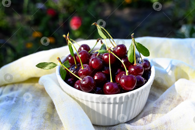 Скачать спелые ягоды вишни на ветке фотосток Ozero