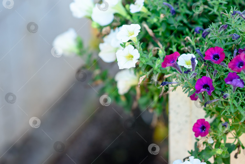 Скачать Цветы петунии на городской клумбе фотосток Ozero