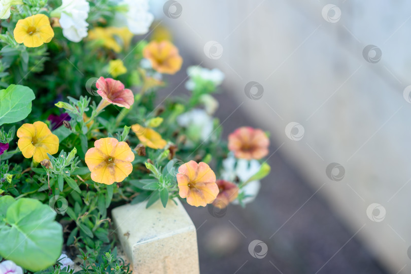 Скачать Цветы петунии на городской клумбе крупным планом фотосток Ozero