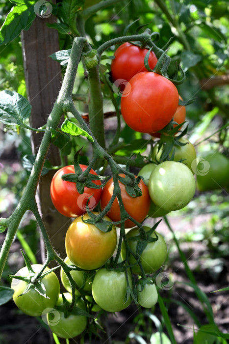 Скачать Растения томатов в теплице зеленые, плантация красных помидоров. Органическое земледелие, выращивание молодых растений томатов в теплице. фотосток Ozero