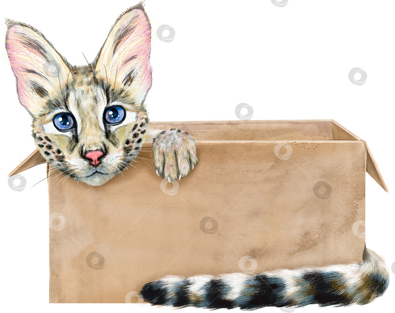 Скачать Портрет забавного кота, выглядывающего из коробки. фотосток Ozero