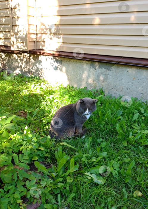 Скачать Серый кот сидит на траве перед сельским домом фотосток Ozero