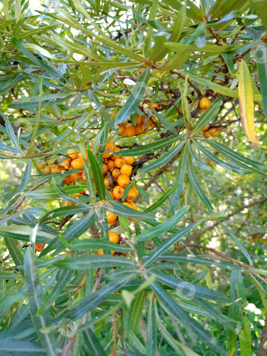 Скачать Спелые ягоды облепихи на дереве среди листьев фотосток Ozero