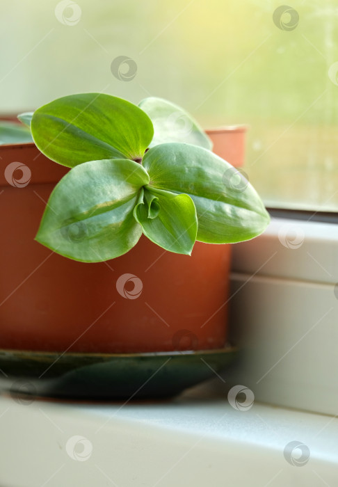 Скачать Растение на окне фотосток Ozero