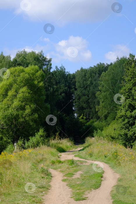 Скачать Дорога в лесу фотосток Ozero