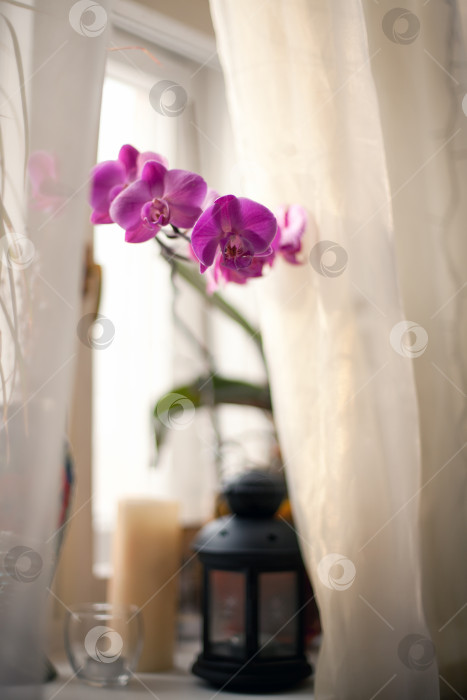 Скачать Орхидея на окне фотосток Ozero