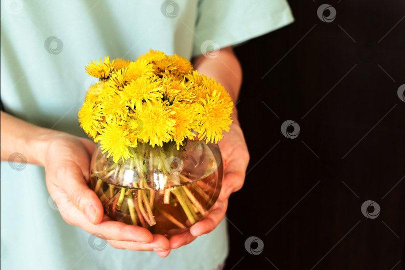 Скачать Женские руки держат цветы одуванчика в вазе. девушка держит в руке маленький букетик цветов солнечным весенним днем. фотосток Ozero