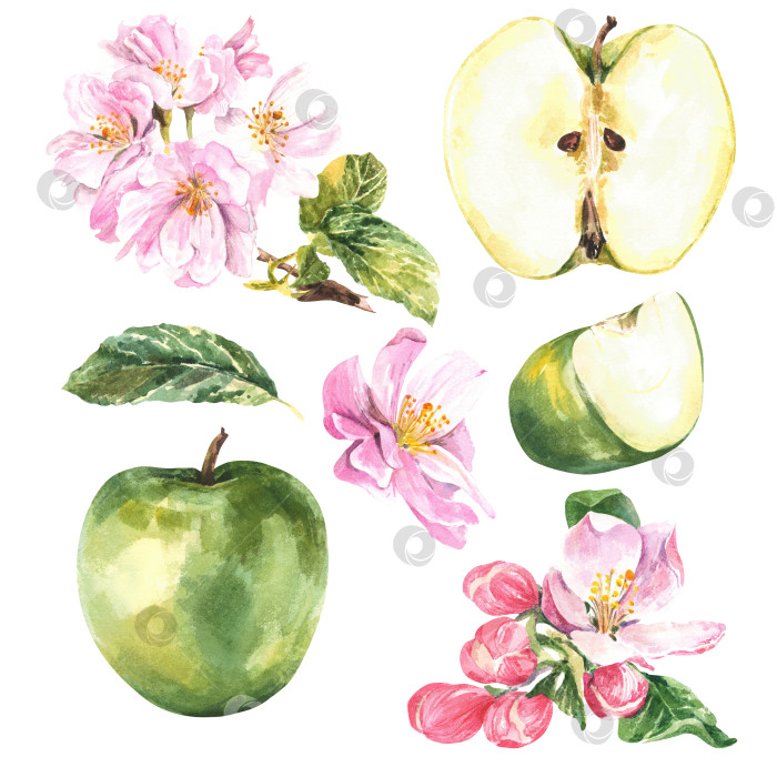 Скачать Набор зеленых яблок и цветов на белом фоне. Акварельная иллюстрация. фотосток Ozero
