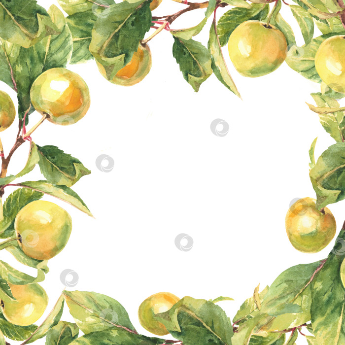 Скачать Квадратная рамка из желтых веток яблони на белом фоне. акварельная иллюстрация фотосток Ozero