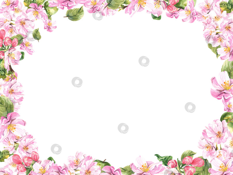 Скачать Прямоугольная рамка с изображением цветущей яблони на белом фоне. акварельная иллюстрация фотосток Ozero
