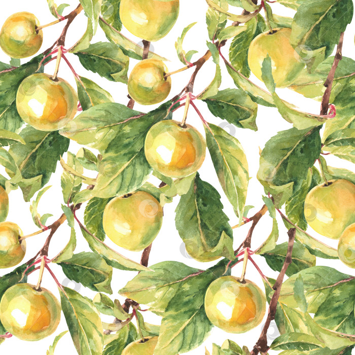 Скачать Бесшовный узор красивых ветвей яблони с желтыми яблоками. акварельная иллюстрация фотосток Ozero