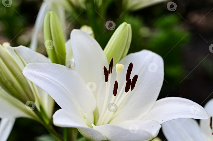 Скачать Макросъемка двух белых лилий летним днем. Садовая красавица лилия с белыми лепестками - фото сада крупным планом. Обои с цветами растения лилия на зеленом фоне. фотосток Ozero