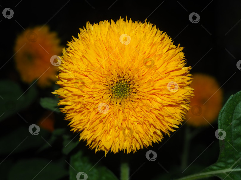 Скачать Крупный желтый цветок Подсолнечник однолетний. фотосток Ozero