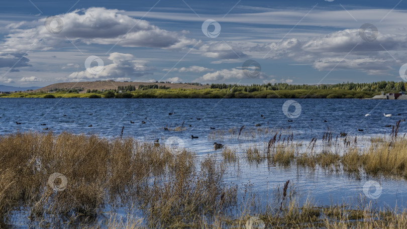 Скачать Стая белых и черных уток плавает в голубом озере. фотосток Ozero