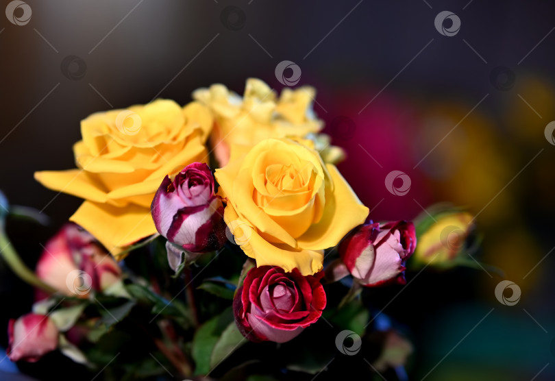 Скачать Цветок желтой розы в летнем саду. Желтые розы с небольшой глубиной резкости. Прекрасная роза в лучах солнца. Желтая садовая роза на кусте в летнем саду. Цветочный куст фотосток Ozero