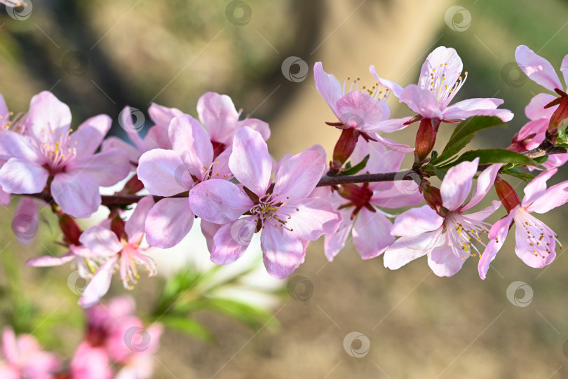 Скачать розовая вишня, цветущая сакура крупным планом на фоне природного парка фотосток Ozero