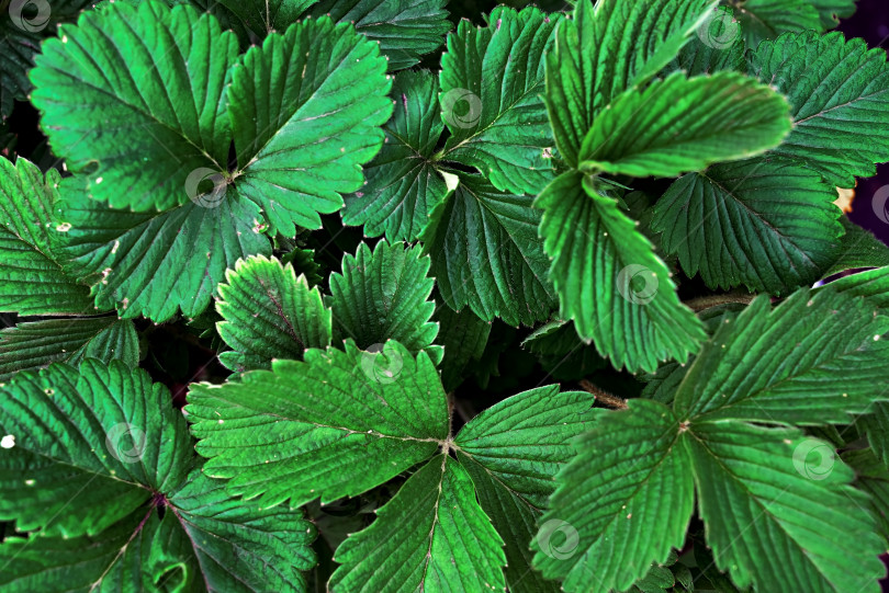 Скачать Абстрактный фон с текстурой природы из зеленых листьев. Креативный макет для дизайна фотосток Ozero