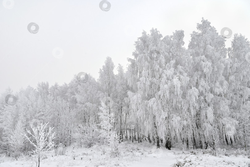 Скачать Туманный зимний пейзаж.. Деревья, покрытые снегом. фотосток Ozero