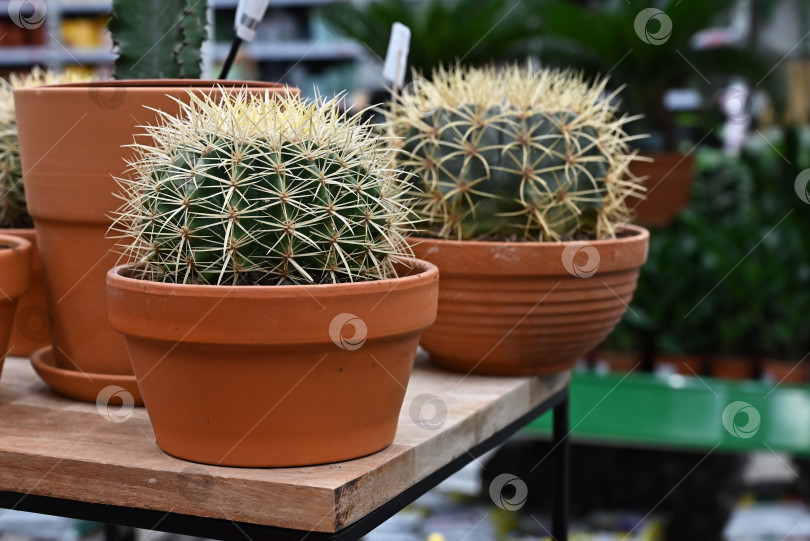 Скачать Кактус (Gymno, Gymnocalycium) и цветы кактуса в кактусовом саду разных размеров и расцветок широко используются для украшения дома или цветочного магазина фотосток Ozero