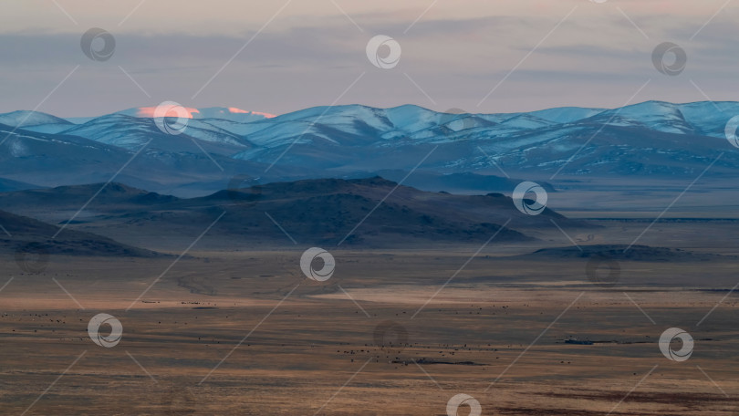 Скачать Мягкие горы на закате. Фиолетовый закат над величественными горами. Закат в пурпурных тонах. Атмосферный фиолетовый пейзаж с высокогорной заснеженной горной долиной. Алтайский край, панорамный вид. фотосток Ozero