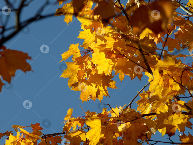 Скачать Золотой кленовый лист на фоне солнечного дня фотосток Ozero