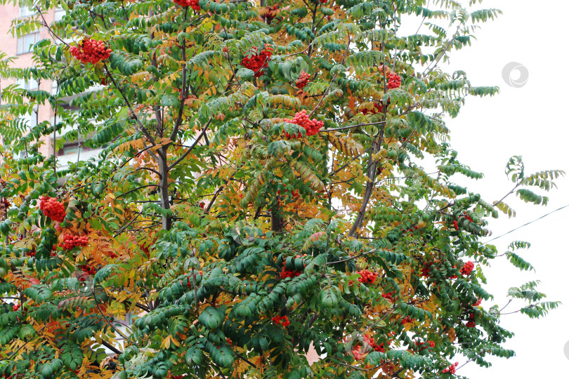 Скачать корона рябины с красными ягодами на фотосток Ozero
