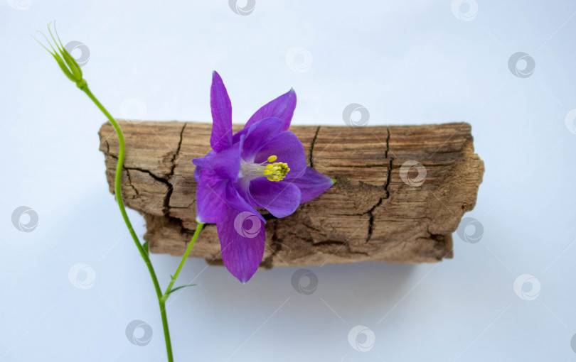 Скачать Сухой фрагмент ветки дерева с фиолетовым цветком, выделенным на белом фоне фотосток Ozero