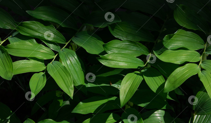 Скачать Зеленый лист с каплей воды на черном фоне фотосток Ozero