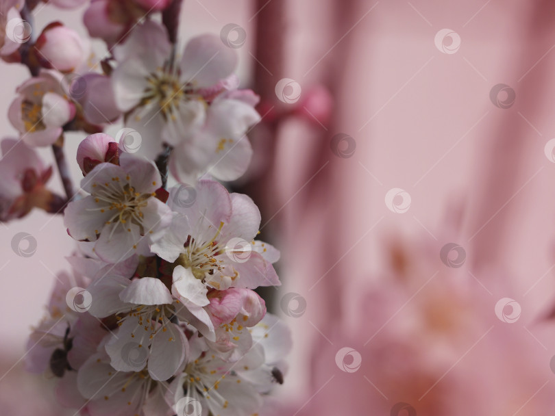 Скачать Цветущая фруктовая ветка с белыми и розовыми цветами, тонированное изображение с мягким фокусом фотосток Ozero