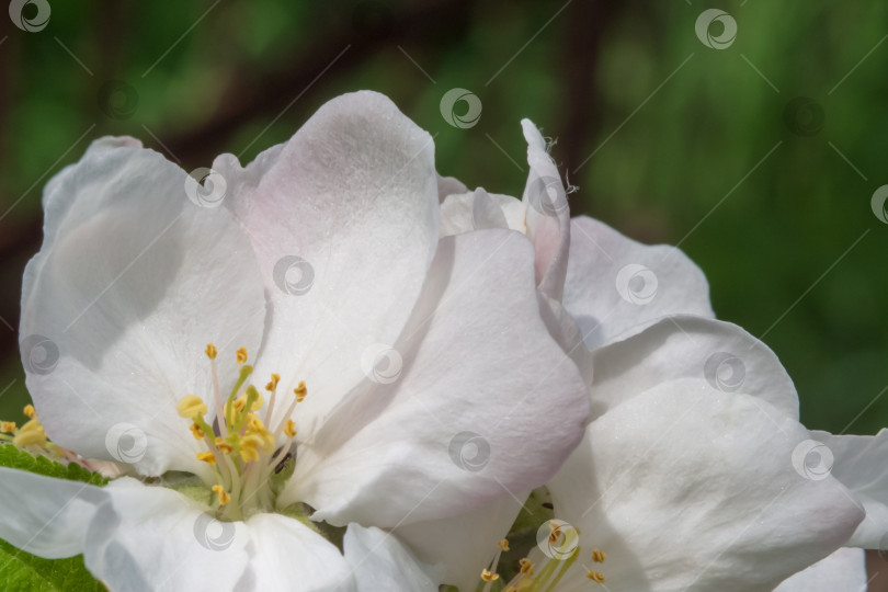 Скачать Текстура весеннего цветочного фона. Макро белый цветок яблони в саду. Весенние цветы цветущей яблони - крупный план фотосток Ozero