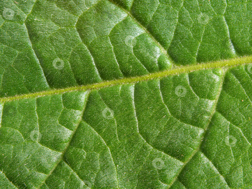 Скачать Макро-фон зеленого листа, текстура зеленых листьев - в деталях фотосток Ozero