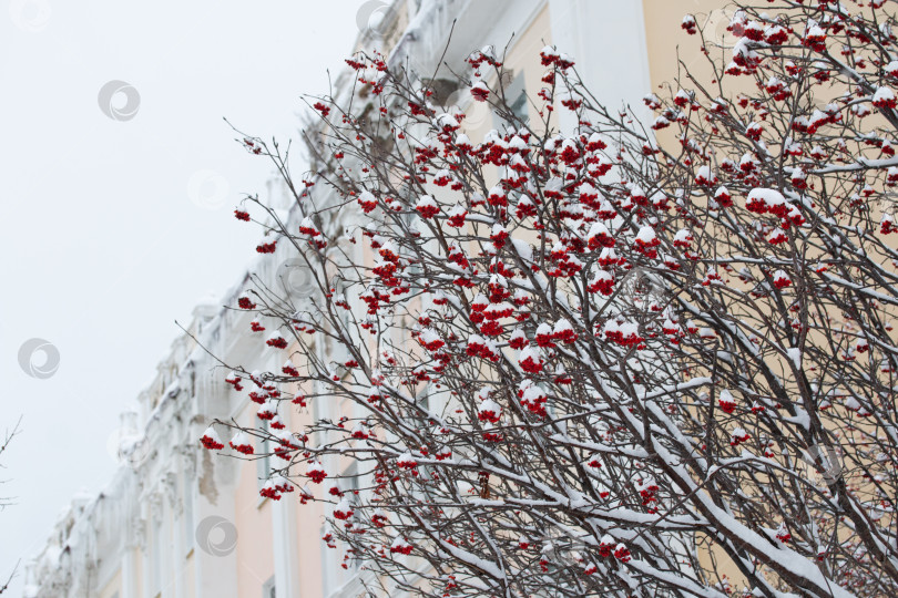 Скачать Красная рябина или рябиночки на рябине, покрытой снегом фотосток Ozero
