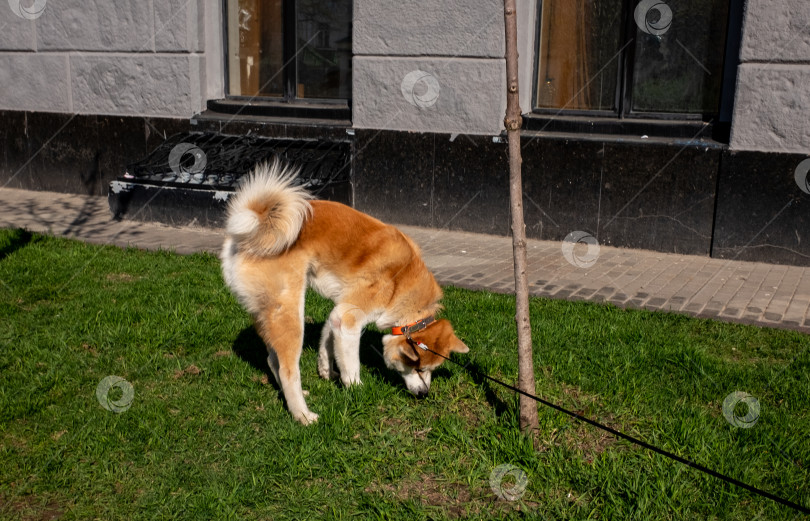 Скачать собака на прогулке фотосток Ozero