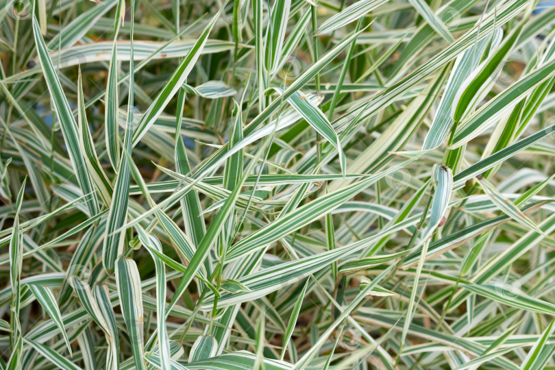 Скачать Зеленые и белые листья Phalaris arundinacea, также известного как камышовая канареечная трава фотосток Ozero