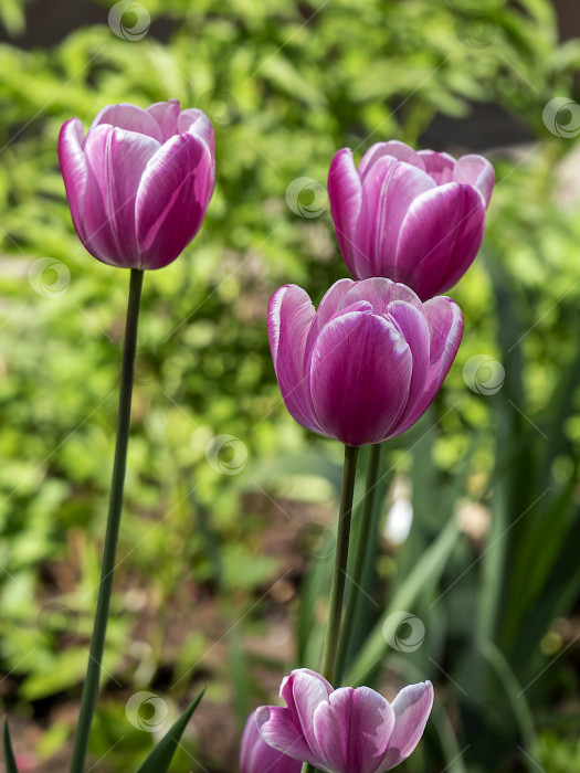 Скачать Красивые фиолетово-розовые тюльпаны крупным планом на зеленом фоне. Праздничный весенний цветочный фон. фотосток Ozero