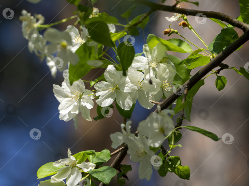 Скачать Белые нежные цветы и зеленые молодые листья на ветке яблони. Крупный план. Солнечный цветочный фон с цветущей яблоней. фотосток Ozero